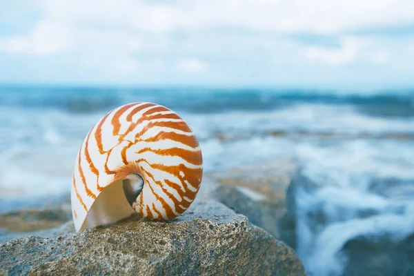 Conchiglia nautilus sulla spiaggia in morbida luce solare — Foto Stock