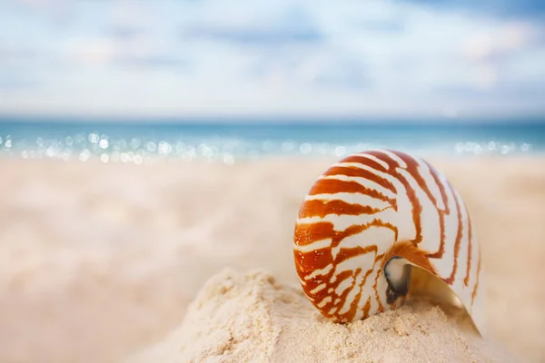 Nautilus sea shell on golden sand beach in  soft sunset light — Stock Photo, Image