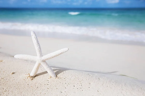 White starfish with ocean, on white sand beach, sky and seascape — ストック写真