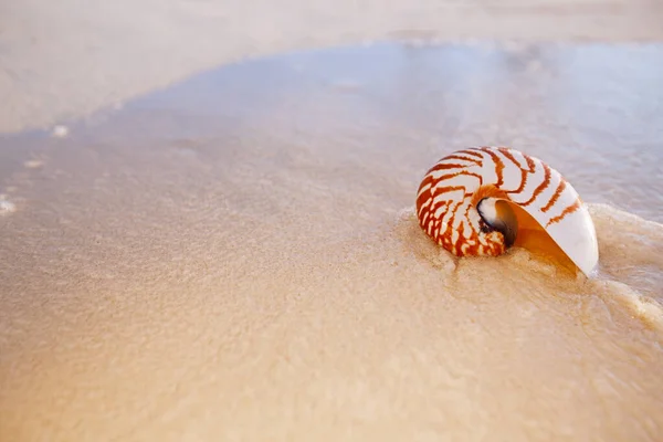 Nautilus deniz kabuğu altın kumsal üzerinde yumuşak günbatımı ışığında — Stok fotoğraf