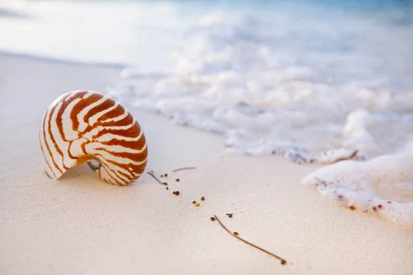 Nautilus kagyló arany homokos strand lágy naplemente fény — Stock Fotó