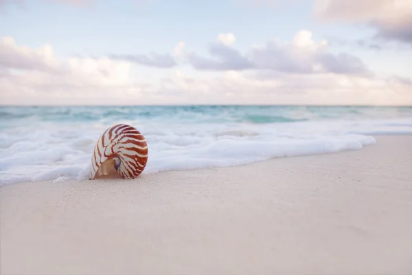 Nautilus sea shell on golden sand beach in soft sunset light — стоковое фото