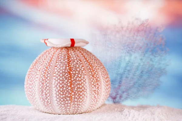 Seeigel Seestern mit tropischem Ozean — Stockfoto