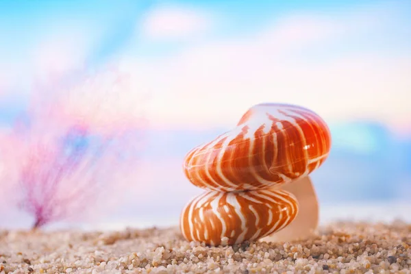 Nautilus seashell sea shell — 图库照片