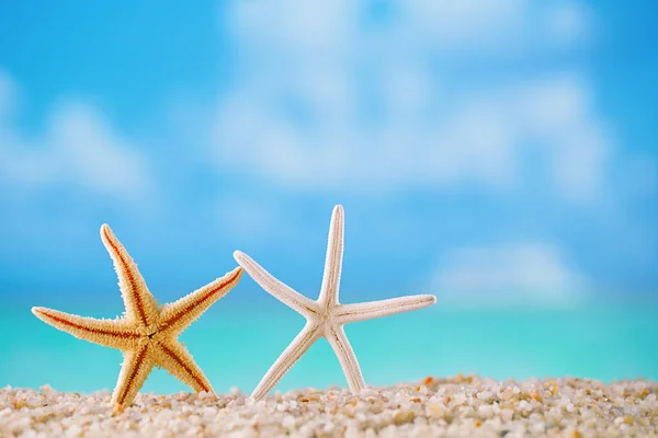 Sjöstjärnor på vit havsstrand — Stockfoto