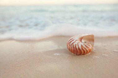sıcak kum plajda nautilus deniz kabuğu