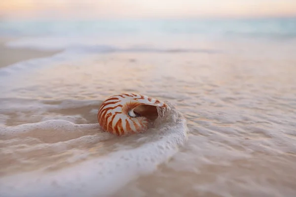 Nautilus Sea Shell na gorącej piaszczystej plaży — Zdjęcie stockowe