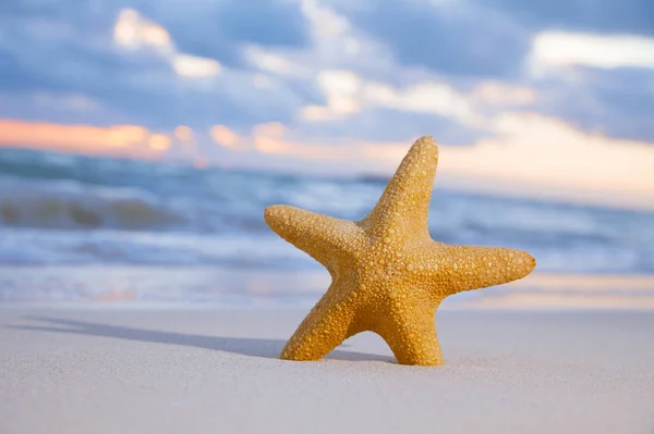 Κόκκινο Αστερίας Στην Παραλία Της Άμμου Τον Ουρανό Του Ωκεανού — Φωτογραφία Αρχείου