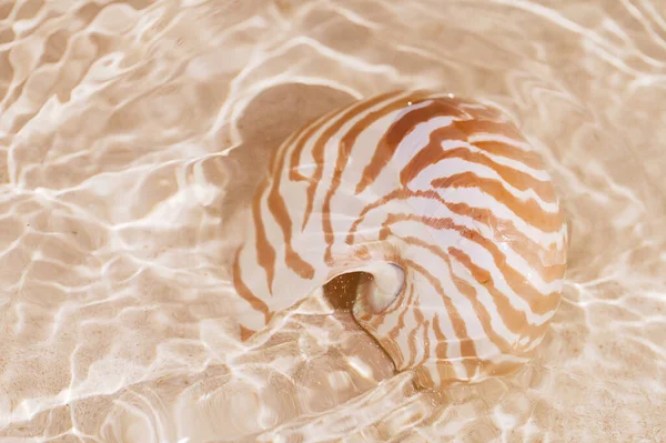 Conchiglia Nautilus Sulla Spiaggia Sabbia Dorata Con Onde Morbida Luce — Foto Stock