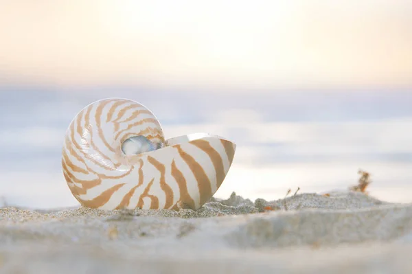 Nautilus Κέλυφος Της Θάλασσας Χρυσή Αμμουδιά Παραλία Κύματα Απαλό Φως — Φωτογραφία Αρχείου