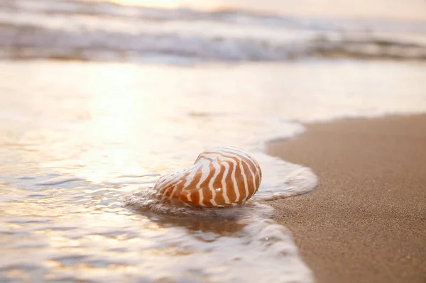 柔らかい太陽の光の波と黄金の砂のビーチで吐き気の海のシェル浅いのDof ストック画像