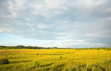 çayırlar, ağaçlar ve çiçekler karşı çok güneşli manzara 