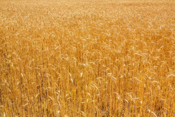 alan arka plan olarak buğday ile