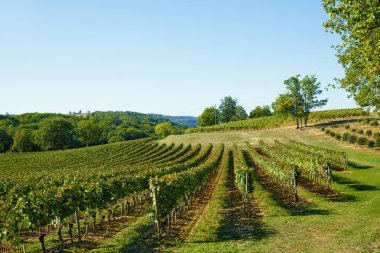 Fransa 'da gün batımında üzüm bağları