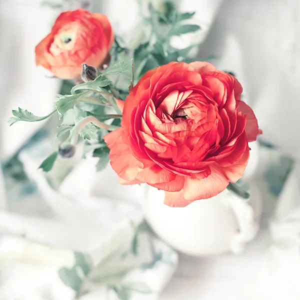 Ranuncolo rosa in vaso, bellissimo fiore primaverile, panoramica — Foto Stock