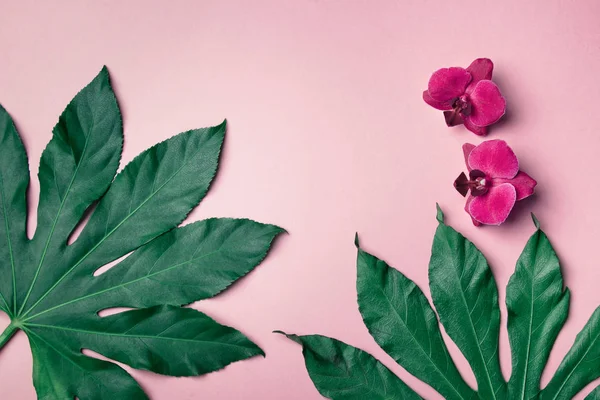 Fundo rosa com orquídeas e folhas exóticas, abundância de cópia s — Fotografia de Stock