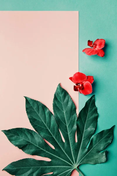 Ροζ φόντο με ορχιδέες και εξωτικά φύλλα, — Φωτογραφία Αρχείου