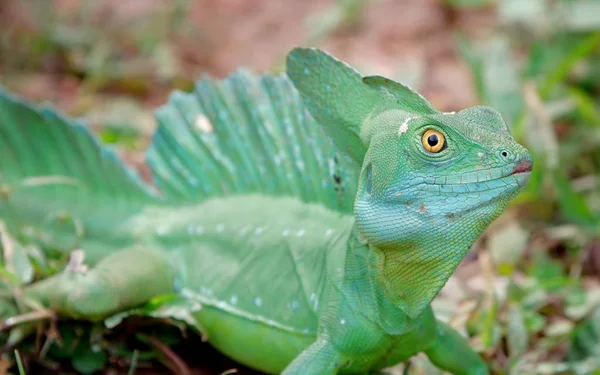 Природні тварини Коста - Рики — стокове фото