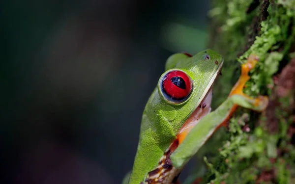 Costa Rica Vilt Natur Djur — Stockfoto