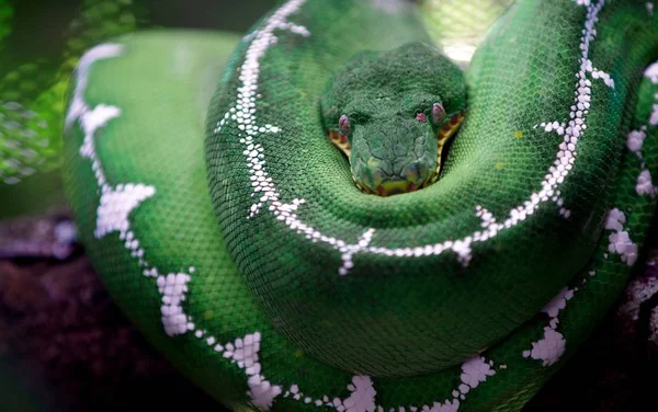 コスタリカ野生動物｜自然動物 — ストック写真