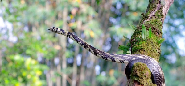 코스타리카의 야생 동물들 — 스톡 사진