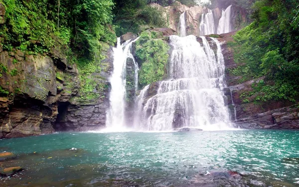 Costa Rica Wilde dieren Natuur Dieren — Stockfoto