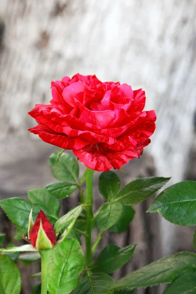 Kırmızı gül bahçesinde