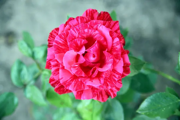 Алая роза в саду — стоковое фото