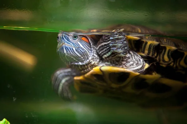 Big Turtle Aquarium — Stock Photo, Image