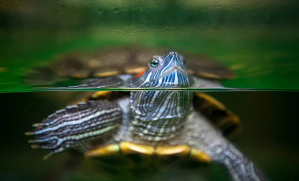 Akvaryumdaki büyük kaplumbağa.
