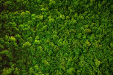 yeşil yosun, kabarık yosun