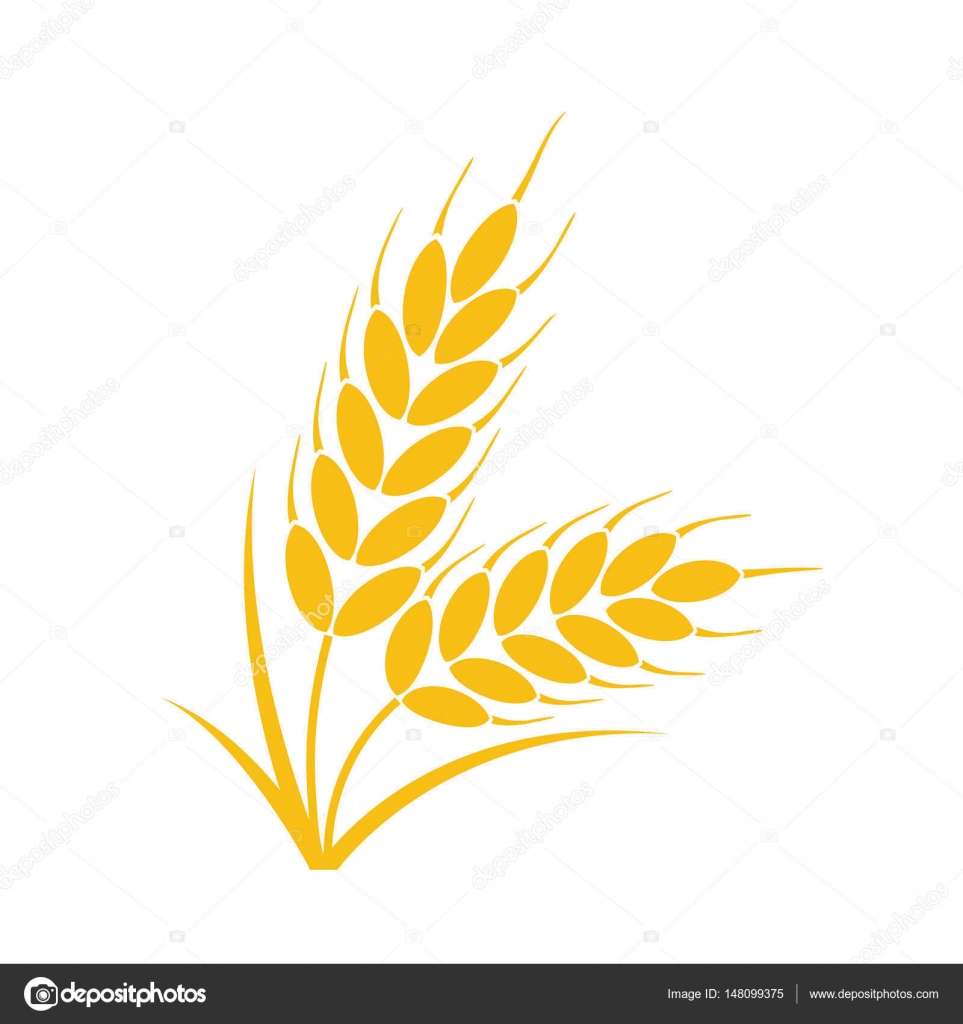 picture Trigo Vetor Png vector bunch of wheat or rye ears with whole grain vector image by c dmstudio vector stock 148099375