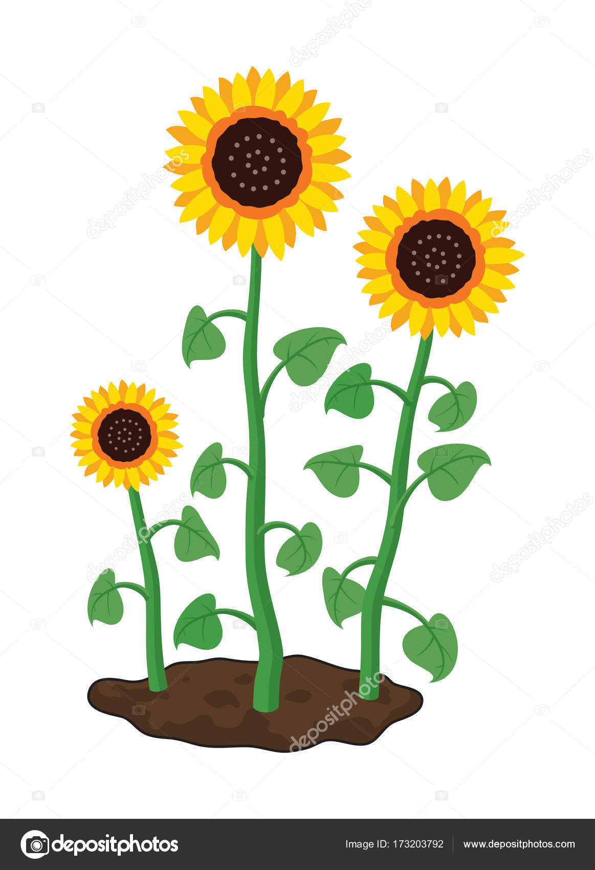 Vector cartoon of garden sunflowers grow in soil — Stock Vector