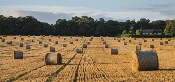 Hermosa imagen del paisaje rural de fardos de heno en verano fie —  Fotos de Stock