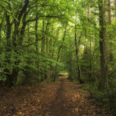 Sonbahar sonbaharda harika atmosfer orman manzara resim