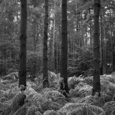 Siyah beyaz manzara ormanlık Tortum içinde güzel tonda