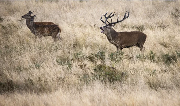 Beautiful Family group herd of red deer stag cervus elaphus duri — Stock Photo, Image