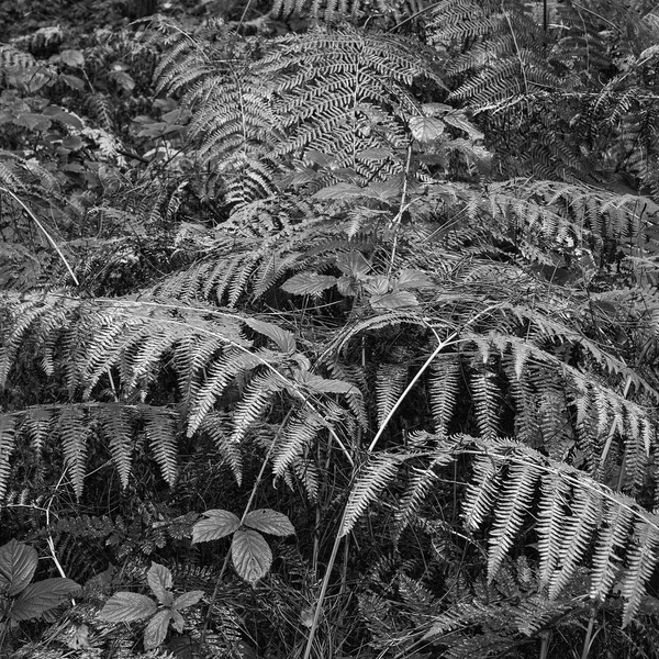 Beautifully toned black and white landscape of woodland in Autum — Stock Photo, Image