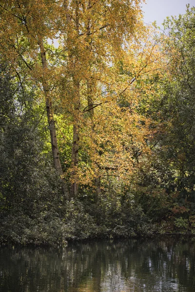 Stunning Autumn Fall Silver Birch tree with gold leaves reflecte — Stock Photo, Image