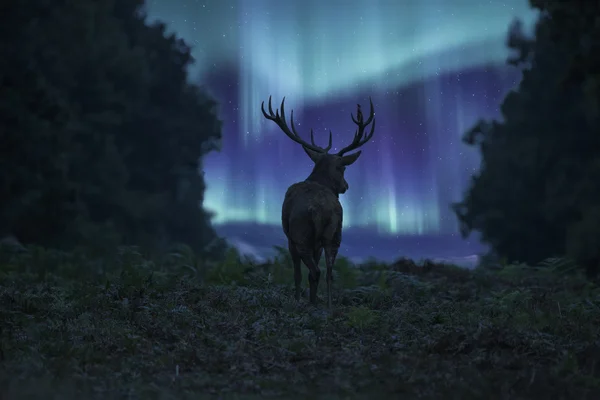 Prachtig landschap foto van edelhert hert afsteekt tegen No — Stockfoto