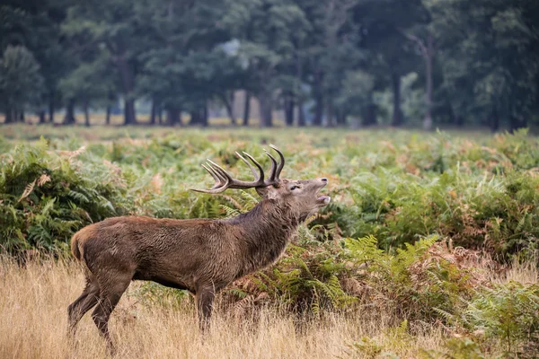 Majestuoso ciervo rojo poderoso Cervus Elaphus en el bosque landsca — Foto de Stock