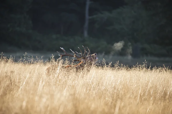 Majestoso veado vermelho veado chalupus elaphus berrando em gramados abertos f — Fotografia de Stock