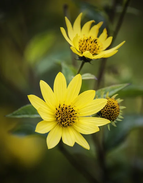 Piękny jasny żółty wildflower makro z bliska — Zdjęcie stockowe