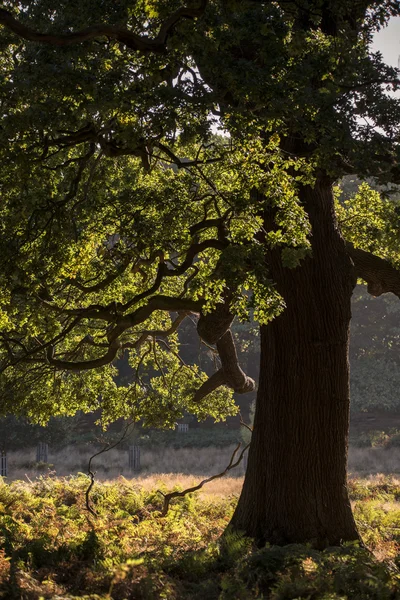 Gyönyörű makk Tölgy fa erdei táj a tarka sunlig — Stock Fotó