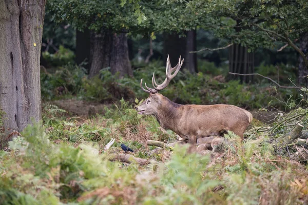 Majestuoso ciervo rojo poderoso Cervus Elaphus en el bosque landsca — Foto de Stock