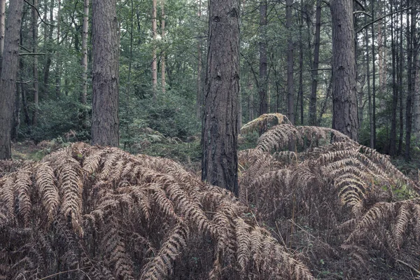 Imagem maravilhosa paisagem da floresta atmosférica em Outono Outono Outono — Fotografia de Stock