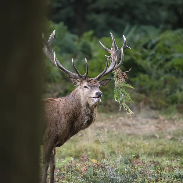 Majestic powerful red deer stag Cervus Elaphus in forest landsca — Stock Photo, Image