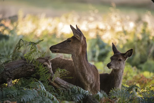 Güzel aile grubu kırmızı geyik sürüsü bekarlığa cervus elaphus Düriye — Stok fotoğraf