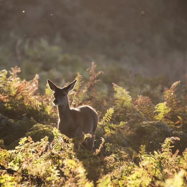 Jeune cerf rouge derrière la biche en automne Automne Automne forêt paysage image — Photo