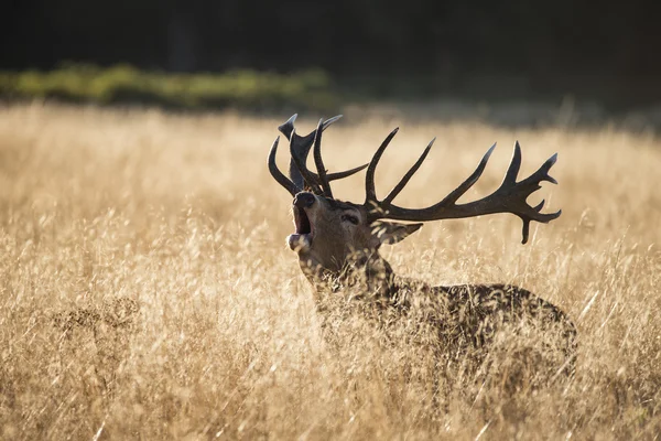 Μεγαλοπρεπή κόκκινο ελάφι ελάφι cervus elaphus μουγκρίζοντας στην ανοιχτή grasss f — Φωτογραφία Αρχείου